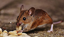 24 Hour & Emergency Exterminators in Pleasant Hill, MO